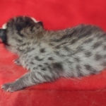 Savannah F-3C Female BST DOB 11-6-21