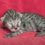 Savannah F-3C Female BST DOB 11-6-21