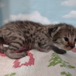 Savannah F-3C Female BST DOB 11-6-21