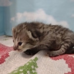 Savannah F-3C Female BST DOB 11-6-21