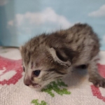 Savannah F-3C Female BST DOB 11-6-21