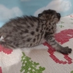 Savannah F-3C Female BST DOB 11-6-21