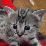 Savannah F-3C Female BST DOB 11-6-21