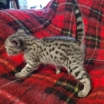 Savannah F-3C Female BST DOB 11-6-21