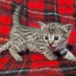 Savannah F-3C Female BST DOB 11-6-21