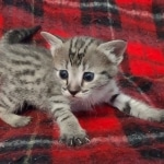 Savannah F-3C Female BST DOB 11-6-21