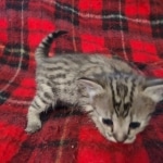 Savannah F-3C Female BST DOB 11-6-21