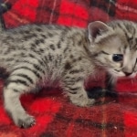 Savannah F-3C Female BST DOB 11-6-21