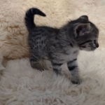 Savannah F-3C Female BST DOB 11-6-21