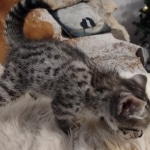 ISavannah F-3C Female BST DOB 11-6-21