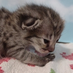 Savannah F-3C Female BST DOB 11-6-21