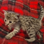 Savannah F-3C Female BST DOB 11-6-21