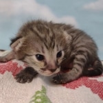 Savannah F-3C Female BST DOB 11-6-21