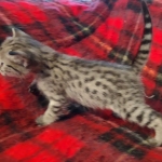 Savannah F-3C Female BST DOB 11-6-21