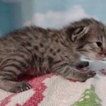 Savannah F-3C Female BST DOB 11-6-21