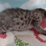 Savannah F-3C Female BST DOB 11-6-21