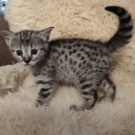 Savannah F-3C Female BST DOB 11-6-21