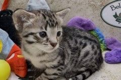 Savannah F-3C Female BST DOB 7-2-22