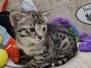 Savannah F-3C Female BST DOB 7-2-22