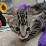 Savannah F-3C female BST DOB 7-2-22