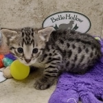 Savannah F-3C female BST DOB 7-2-22