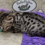 Savannah F-3C female BST DOB 7-2-22