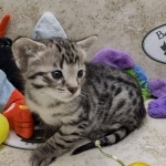 Savannah F-3C female BST DOB 7-2-22