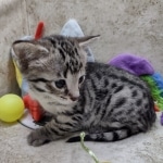 Savannah F-3C female BST DOB 7-2-22