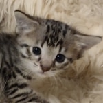 Savannah F-3C female BST DOB 7-2-22