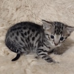 Savannah F-3C female BST DOB 7-2-22