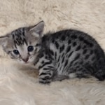 Savannah F-3C female BST DOB 7-2-22