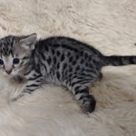 Savannah F-3C female BST DOB 7-2-22