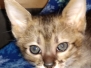 Savannah F-3C Female DOB 10-2-20