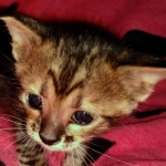 Savannah, F-3C, Female, DOB 10-2-20