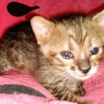 Savannah, F-3C, Female, DOB 10-2-20
