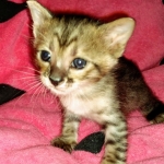 Savannah, F-3C, Female, DOB 10-2-20