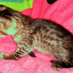 Savannah, F-3C, Female, DOB 10-2-20