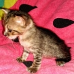 Savannah, F-3C, Female, DOB 10-2-20