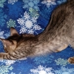 Savannah, F-3C, Female, DOB 10-2-20