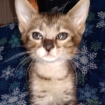 Savannah, F-3C, Female, DOB 10-2-20