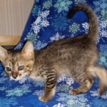 Savannah, F-3C, Female, DOB 10-2-20