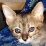 Savannah, F-3C, Female, DOB 10-2-20