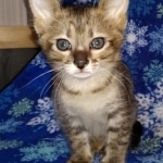 Savannah, F-3C, Female, DOB 10-2-20