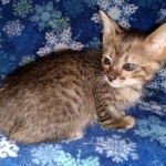 Savannah, F-3C, Female, DOB 10-2-20