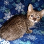 Savannah, F-3C, Female, DOB 10-2-20