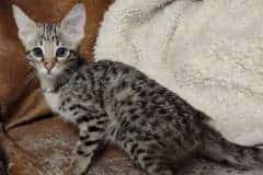  High Five Savannah F-3C Female DOB 5-19-23