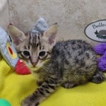 Savannah-BST-spotted-kitten
