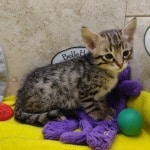 Savannah-F-3C-BST-female-kitten