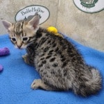 Savannah-F-3C-female-DOB-5-19-23