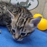 Savannah-F-3C-female-for-sale-A